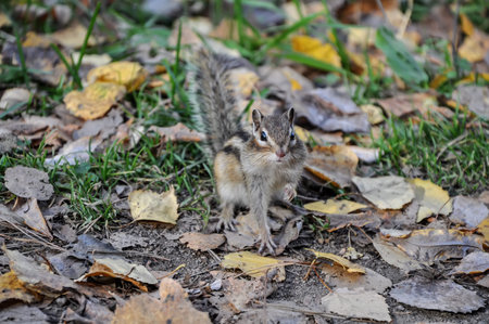 Chipmunk stands with a raised paw and looking at the camera.