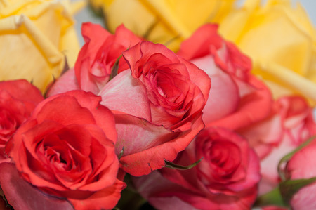 Pink roses on a background of yellow rosesの写真素材
