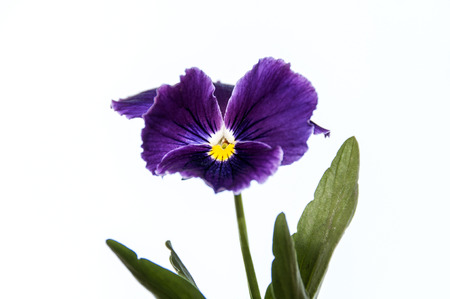 Pansy flower closeup on white backgroundの写真素材