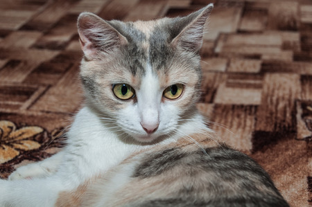 Beautiful fluffy tricolor cat closeupの写真素材