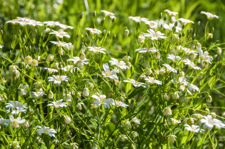 Spring natural background of white wildflowers chickweed in the meadowの写真素材