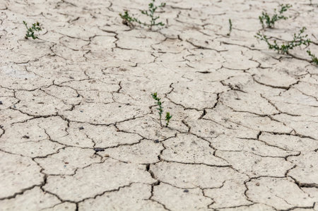 Rare plants on the dry cracked ground in the desert or steppe. Can be used as a background or...