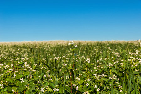 Field of flowering buckwheat on a background of blue sky