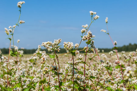 Flowers of buckwheat on the background fields and blue skyの写真素材