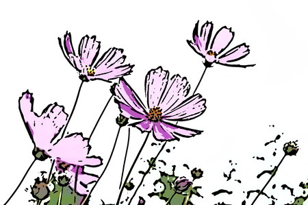 Colorful abstract decorative background of pink daisies on a white background. Can be used as wallpaper.の写真素材