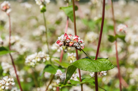 Flowers of buckwheat with begin to ripen fruits on blurred background fieldの写真素材