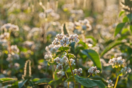 White flowers of buckwheat on blurred background fields in the rays of the sun at sunsetの写真素材