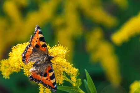Orange butterfly urticaria, sitting on a yellow flower on blurred background of green grassの写真素材