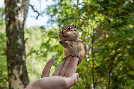 Chipmunk with sunflower seed sits on a man's hand in the air on blurred natural backgroundの写真素材