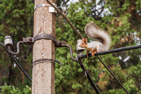 Beautiful fluffy courageous squirrel sitting high up on the electric cableの写真素材