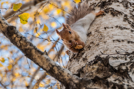 Portrait of a beautiful fluffy squirrel with a nut sitting on the trunk of a birchの写真素材