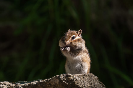 Chipmunk with sunflower seed in paws standing on a stone in the sunshine on a dark background