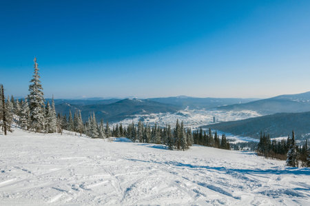 Ski trail between high trees on mountain ski slope in winter sunny dayの写真素材