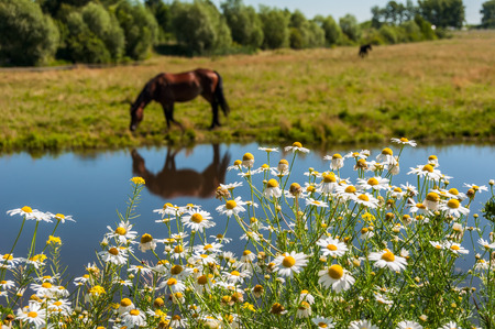 Bay horse is grazed on a green meadow on the banks of the pond in a sunny summer dayの写真素材