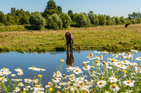 Bay horse is grazed on a green meadow and drinking water from a pond on a sunny summer dayの写真素材