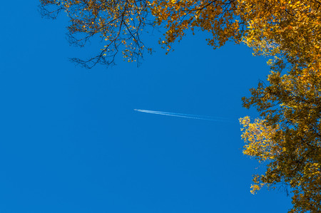 Birch branches and the trace of the plane on a background of blue skyの写真素材