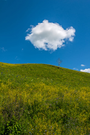 Scenic view with lonely dry birch on top of a green hill covered with grass and flowers on the background of blue sky and white clouds on a sunny day. の写真素材