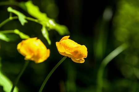 Yellow flower Globe-flower close up on blurred dark green background, latin name is Trollius...