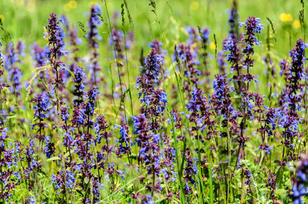 Natural floral abstract background of bright blue wildflowers on a blurred background on a sunny day