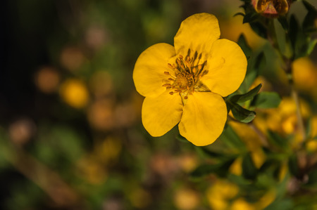 Yellow flowers on the bush growing in the mountainsの写真素材