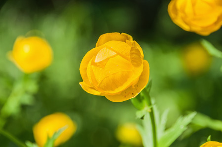 Yellow flower Globe-flower close up on blurred green background, latin name is Trollius europaeus.の写真素材