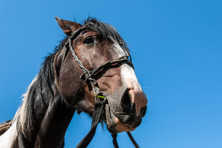 Portrait of a brown horse with bridle closeup against a blue skyの写真素材