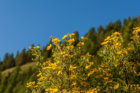 Yellow flowers on the bush growing in the mountains against the blue skyの写真素材