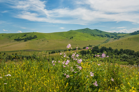 Summer green hilly landscape. Hills with green grass, trees and wild flowers, blue sky with clouds, sunny day.の写真素材