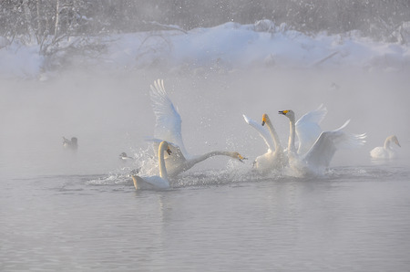 Swans fight on the lake a cold misty winter morningの写真素材