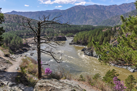 Beautiful panorama of a mountain valley with a river, mountains, forest, pine trees and a dry tree on top.の写真素材