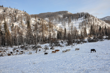 A herd of cows and horses grazing at the foot of the mountains in the snow in winter.の写真素材