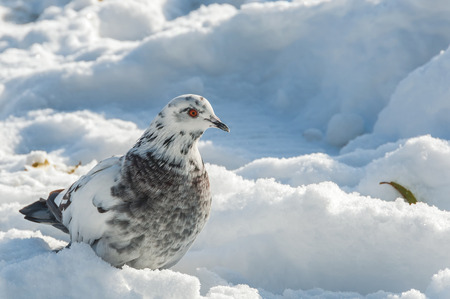 White with gray spots dove on the snow in winter sunny dayの写真素材