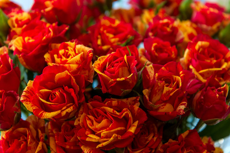 Bright floral background of red and yellow rosesの写真素材
