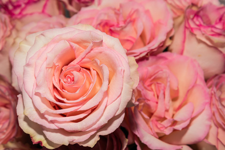 Delicate pink rose on blurred background of other rosesの写真素材