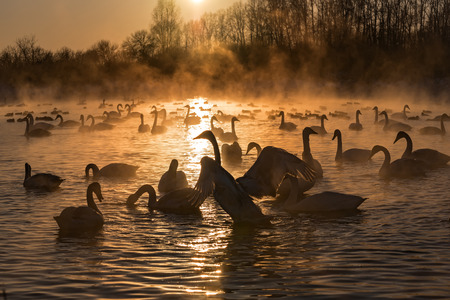 Colorful winter landscape with swans in the mist on the lake at sunsetの写真素材