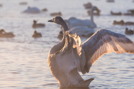 Swan standing in the lake wings spread in a winter sunny dayの写真素材