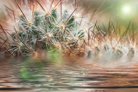 Beautiful abstract floral background with soft needles cactus closeup and reflection in waterの写真素材