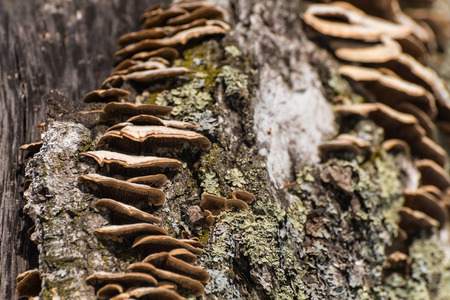 Chaga mushrooms growing on a tree trunkの写真素材