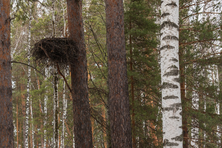 Bird's nest on a tree trunk in winter forestの写真素材
