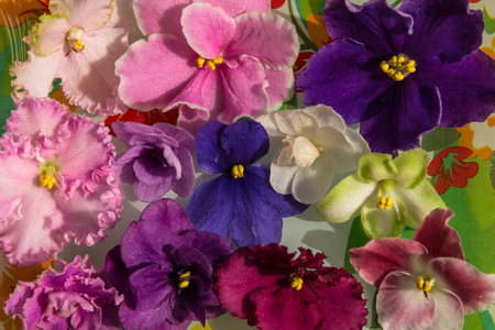 Bright spring floral background of colorful flowers violets