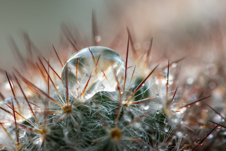 Beautiful abstract floral background with soft sharp needles cactus closeup and drops of waterの写真素材