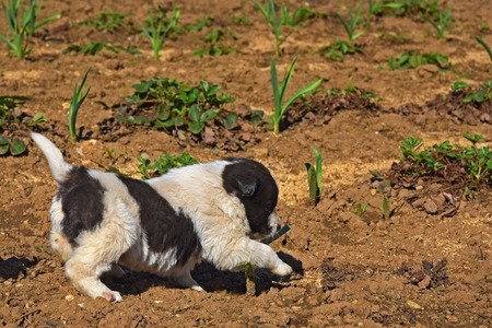 A little funny puppy white with black spots walks in the garden in early springの写真素材