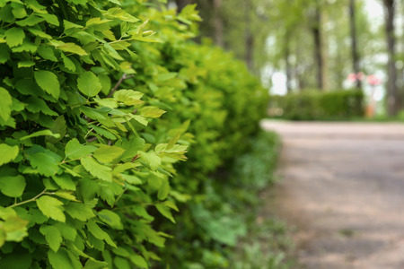 Nice view of the alley in the park with clipped tea bushes and trees in the backgroundの写真素材
