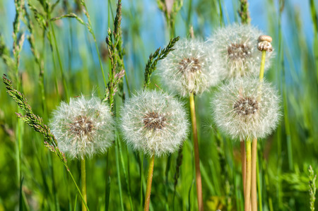 Delicate spring floral background with white fluffy dandelions on a background of green grass on a sunny dayの写真素材