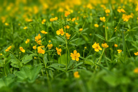 Spring floral natural background with yellow flowers buttercups, growing in the meadow on a sunny dayの写真素材