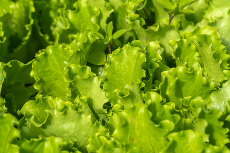 Abstract green natural background with young lettuce in the gardenの写真素材