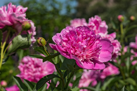 Colourful bright floral decorative background of the beautiful big pink peonies on a bed in the garden on a sunny dayの写真素材