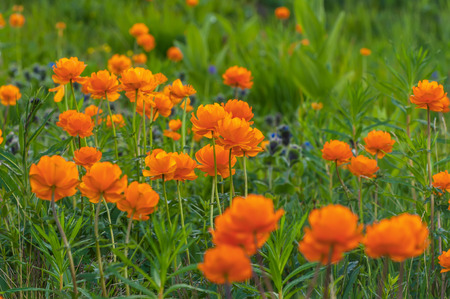 Bright floral natural background with orange flowers growing in a meadow in the mountains on a sunny dayの写真素材