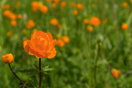 Bright floral natural background with orange flower closeup, growing in a meadow on a sunny dayの写真素材