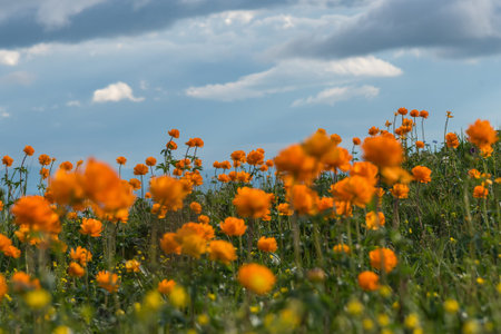 Bright floral natural background with orange flowers growing in a meadow in the mountains on a sunny...